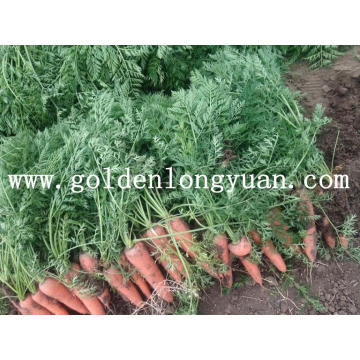 2016 New Season Fresh Carrot